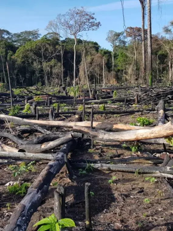 deforestation and its causes